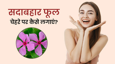 सदाबहार फूल चेहरे पर कैसे लगाएं?, जानें 5 तरीके