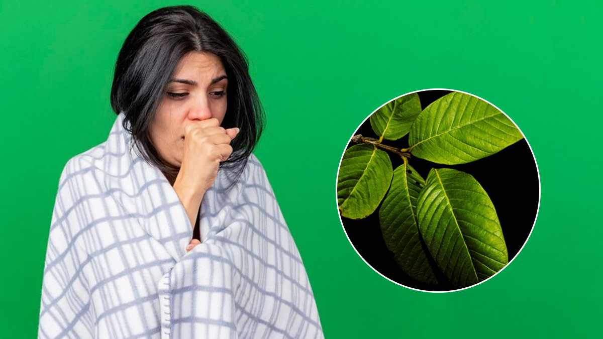 cough treatment with guava leaves 