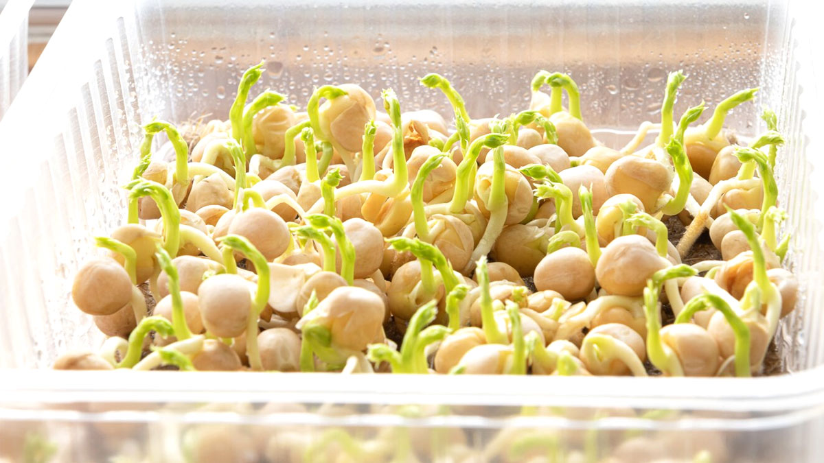 sprouts