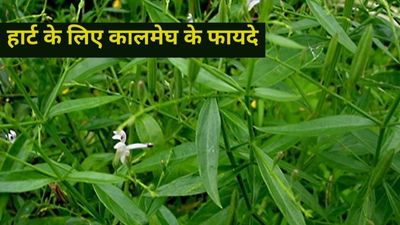 हार्ट को हेल्दी रखने के लिए बहुत फायदेमंद है कालमेघ, जानें कैसे करें इस्तेमाल