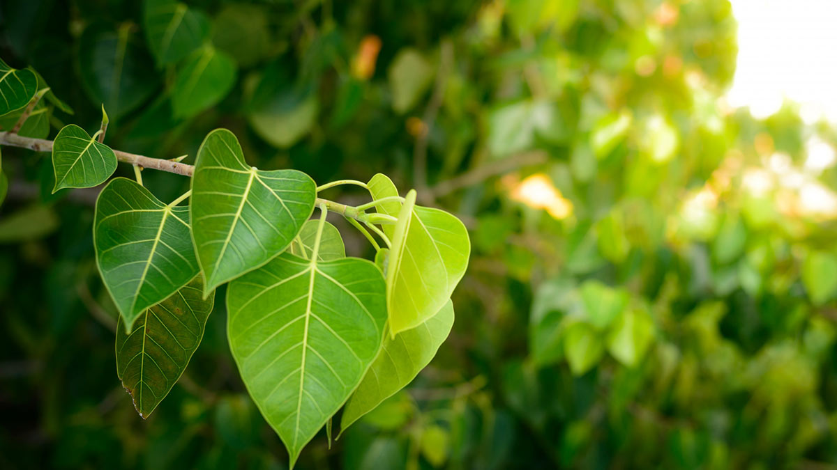 Benefits Of Drinking Peepal Leaf Water