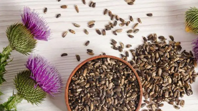 मिल्क थिस्ल को डाइट में शामिल करने के 5 फायदे