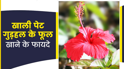 सुबह खाली पेट गुड़हल के फूल खाने से सेहत को मिलेंगे कई फायदे, जानें सेवन के 3 तरीके