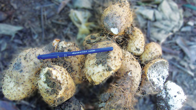 छठ में चढ़ाया जाने वाला सुथनी है बहुत गुणकारी, खाने से मिलते हैं ये 5 फायदे