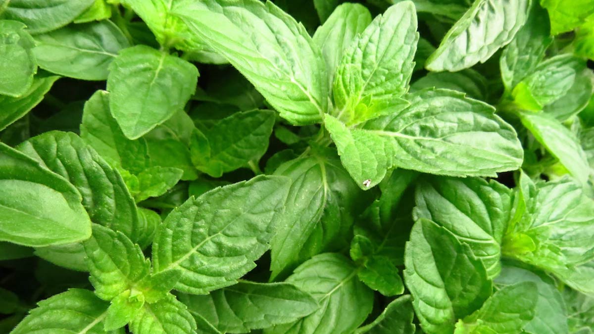 tulsi