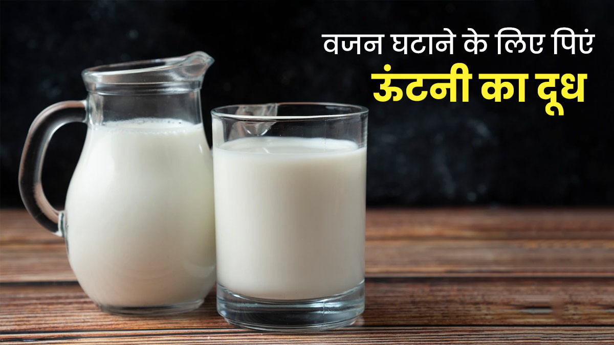 वजन घटाने के पिएं ऊंटनी का दूध, सेहत को मिलेंगे ये 5 फायदे