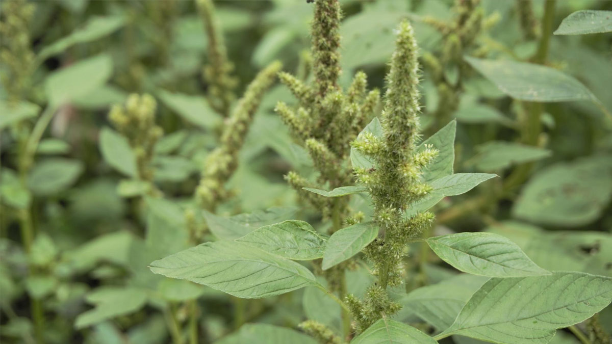 Chaulai-Saag-For-Weight-Loss