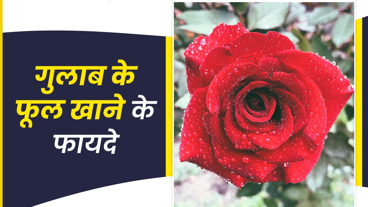 Rose Flower: गुलाब के फूल खाने से मिल सकते हैं ये 4 फायदे, जानें सेवन का तरीका
