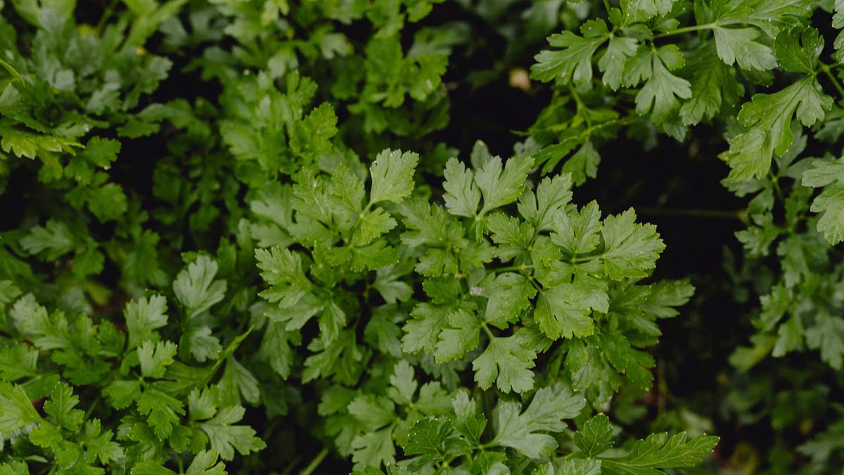 Dhaniya ubal kar peene ke fayde