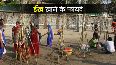 छठ में विशेष रूप से चढ़ाया जाता है ईख, जानें इसके स्वास्थ्य लाभ