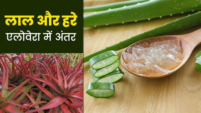 लाल और हरे एलोवेरा में कौन है अधिक फायदेमंद? जानें दोनों में अंतर