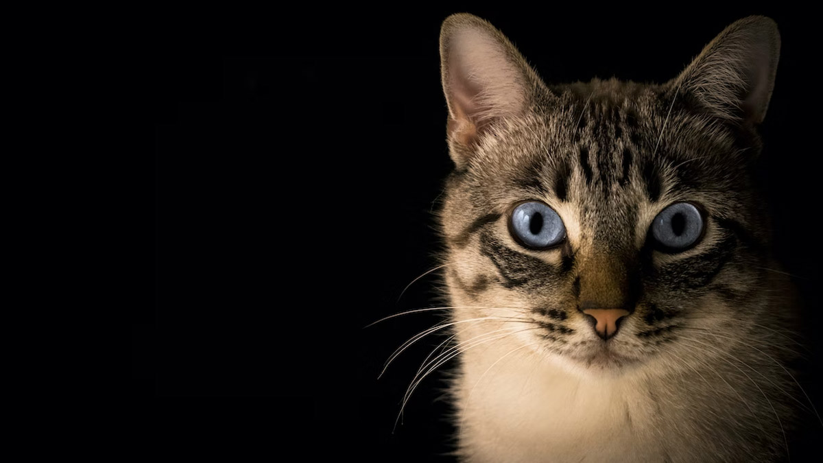 Your Cat May Infect You With Toxoplasmosis: Know All About It Here