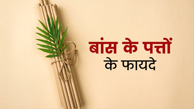 बांस की पत्तियां होती हैं बहुत फायदेमंद, मुंह के छाले दूर करने सहित इन 5 समस्याओं में करें प्रयोग