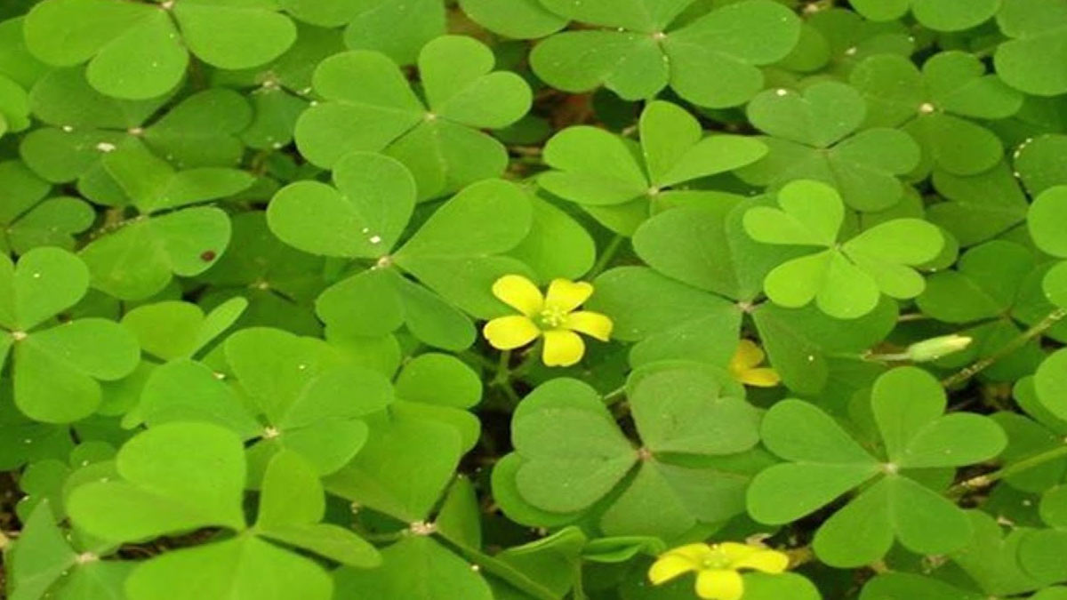 Changeri Benefits for Piles in Hindi