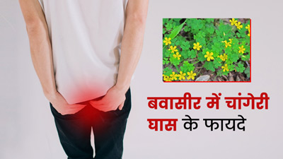 बवासीर के मरीजों के लिए रामबाण है चांगेरी घास, जानें फायदे और इस्तेमाल का तरीका