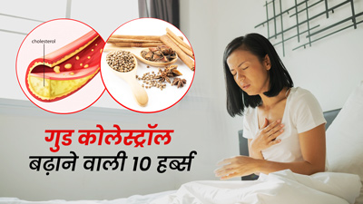 एचडीएल (गुड) कोलेस्ट्रॉल बढ़ाने में मदद करेंगी ये 5 जड़ी बूटियां, जानें इस्तेमाल का तरीका