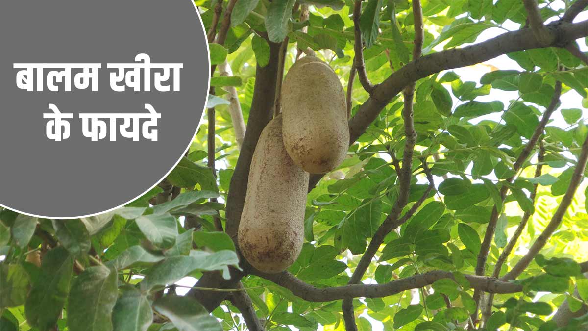 बालम खीरा का पानी पीने से सेहत को मिलते हैं कई फायदे