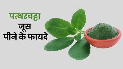 पत्थरचट्टा जूस पीने से कई बीमारियों में मिलता है फायदा, जानें पीने का तरीका