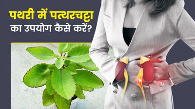 पथरी में इन 3 तरीकों से करें पत्थरचट्टा का उपयोग, मिलेगी राहत