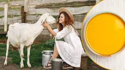 बकरी के घी में होते हैं कई जबरदस्त गुण, जानें इसे खाने और लगाने के फायदे