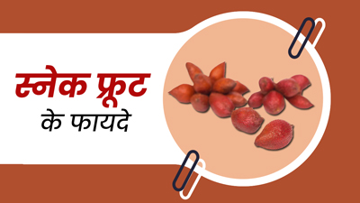 सांप की तरह दिखने वाला स्नेक फ्रूट कई गुणों से है भरपूर, इन 6 समस्याओं को करता है दूर