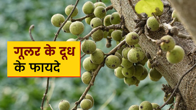 कई समस्याओं का रामबाण इलाज है गूलर का दूध, जानें इसके फायदे