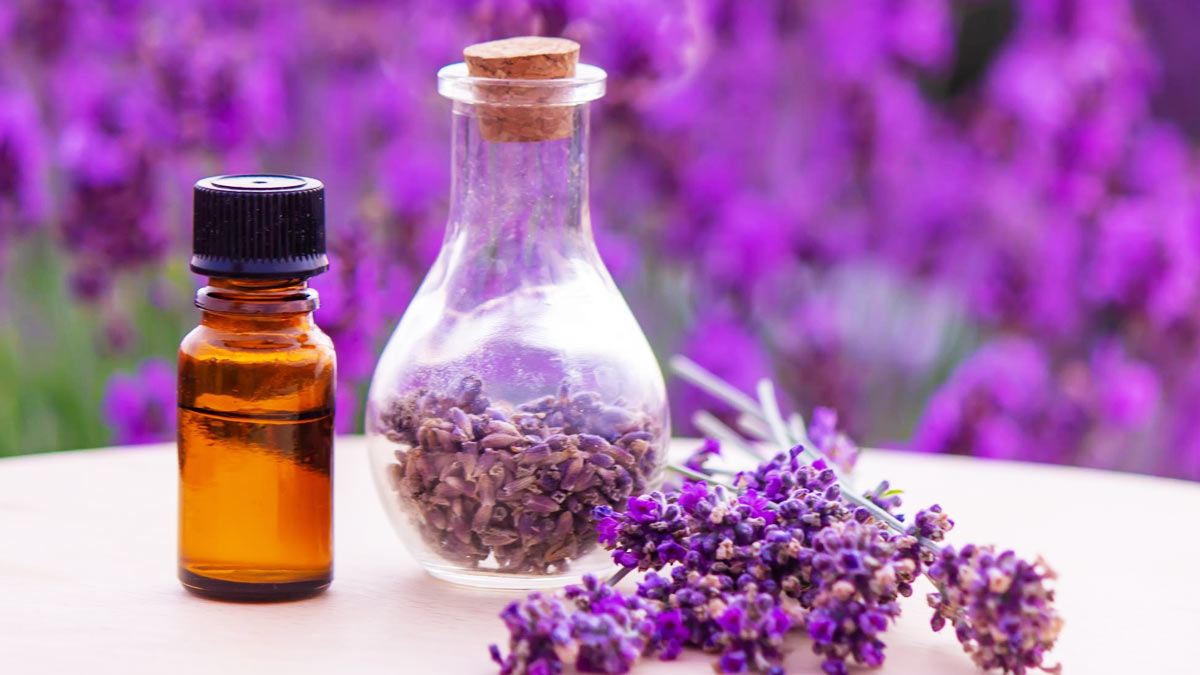 Lavender Essential Oil Benefits