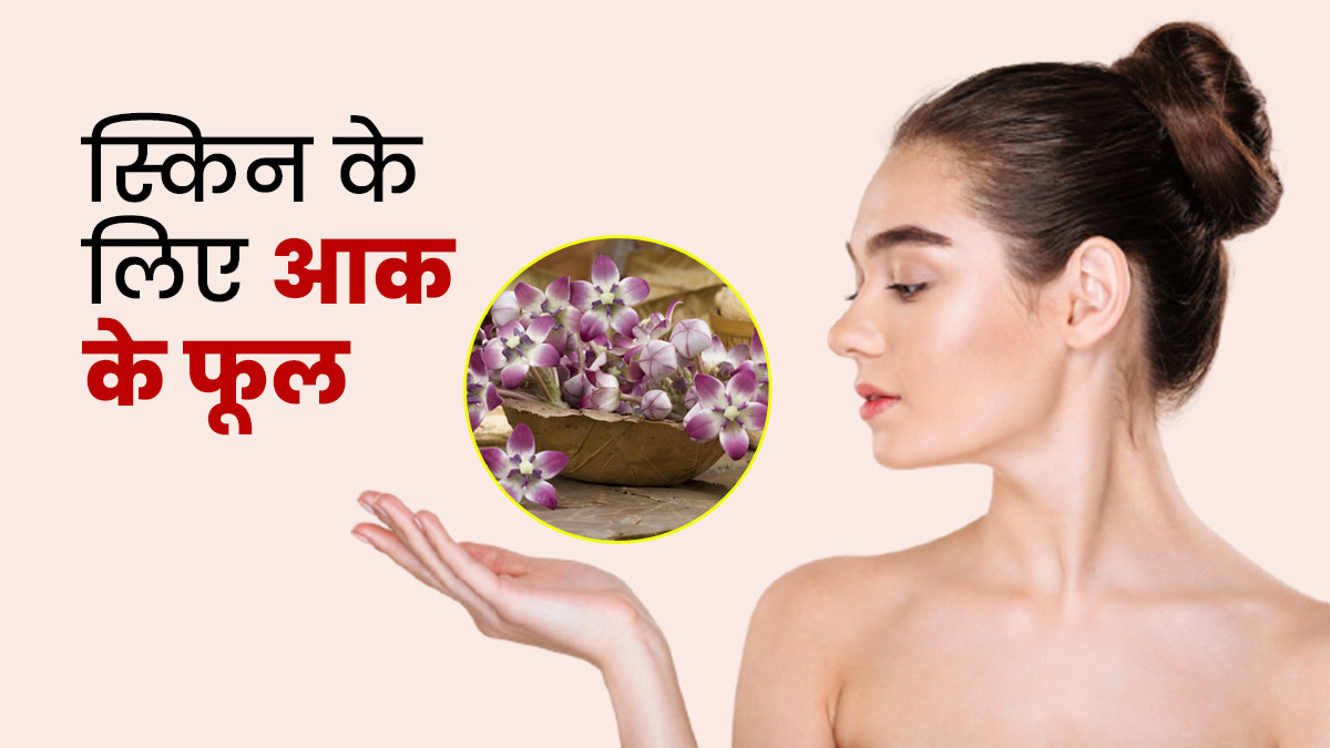 स्किन से बढ़ती उम्र के लक्षण कम कर सकता है आक का फूल, ऐसे करें इस्तेमाल