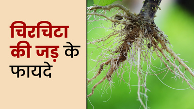 चिरचिटा की जड़ में होते हैं कई औषधीय गुण, जानें इसके फायदे