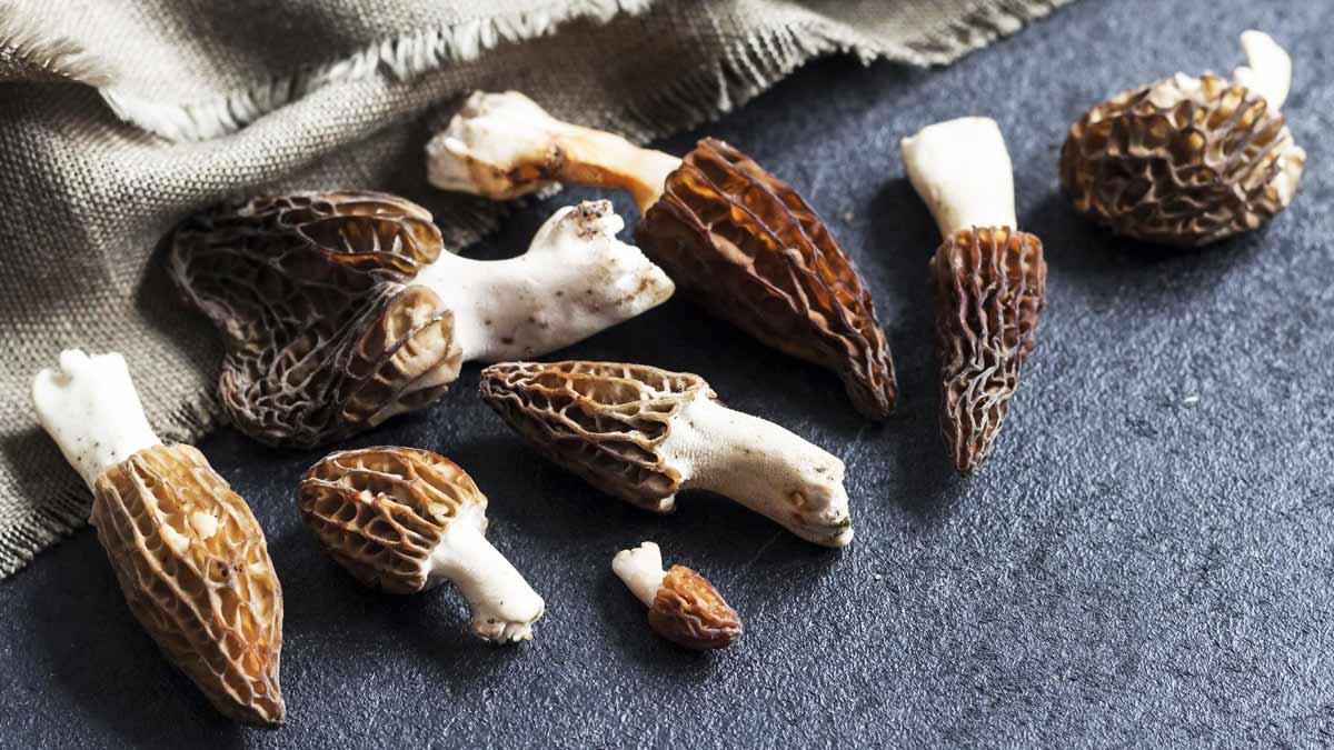 Morel Mushroom Benefits
