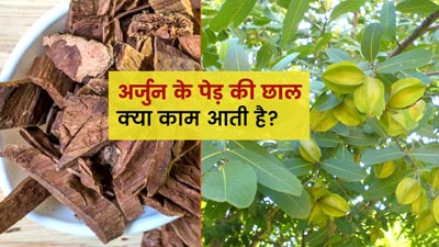 Arjun ki Chhal: अर्जुन की छाल कौन कौन सी बीमारी में काम आती है?
