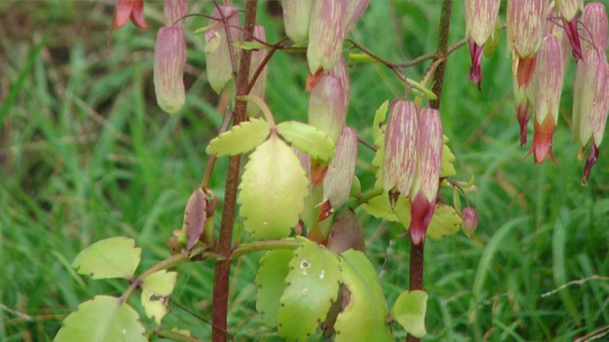 Patharchatta Flower Kadha Benefits