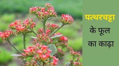 पत्थरचट्टा के फूल का काढ़ा पीने से सेहत को मिलते हैं ये फायदे 