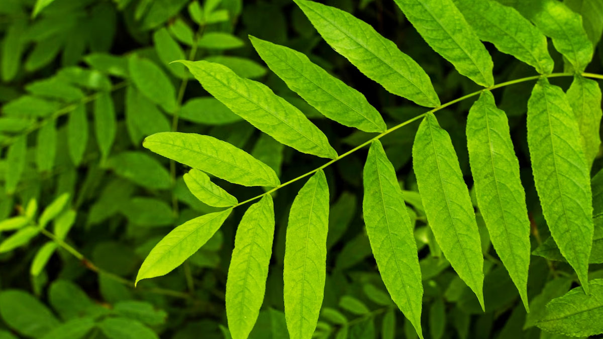 neem leaves