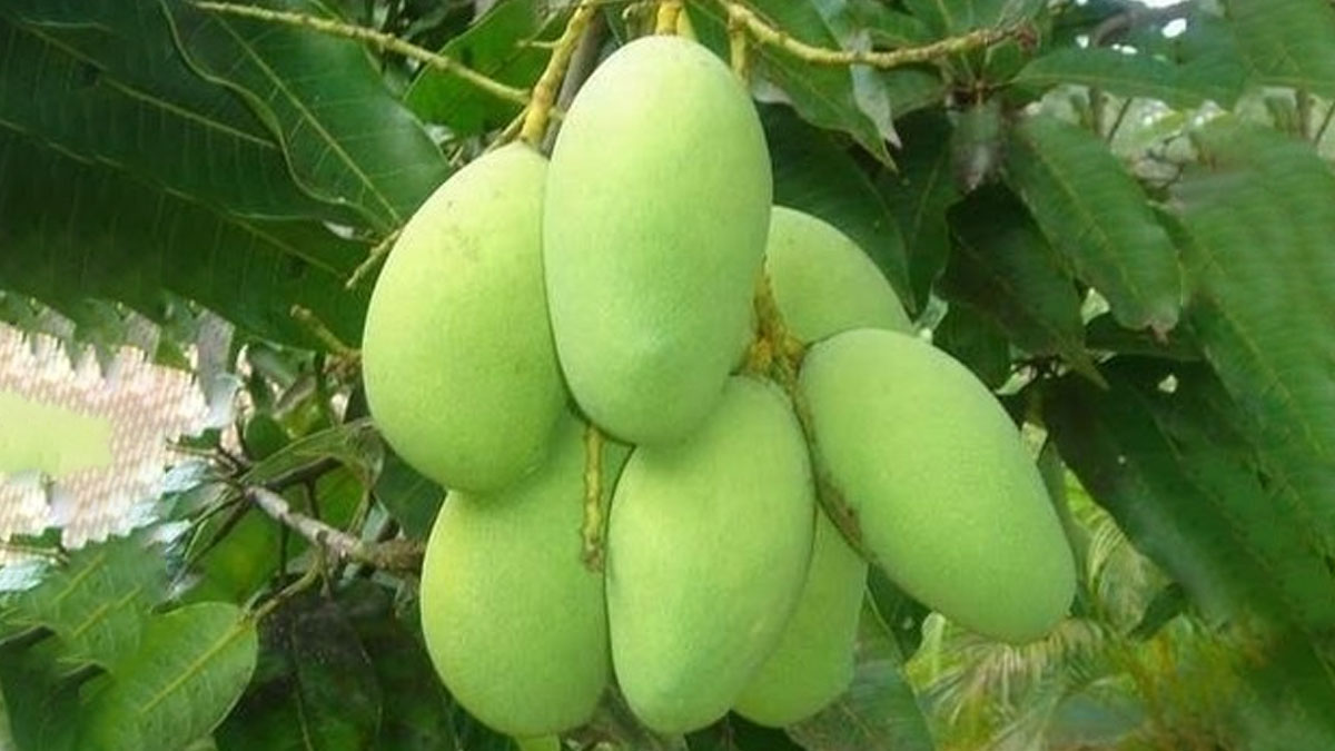 Homemade Raw Mango Face Packs For Healthy Skin in Hindi