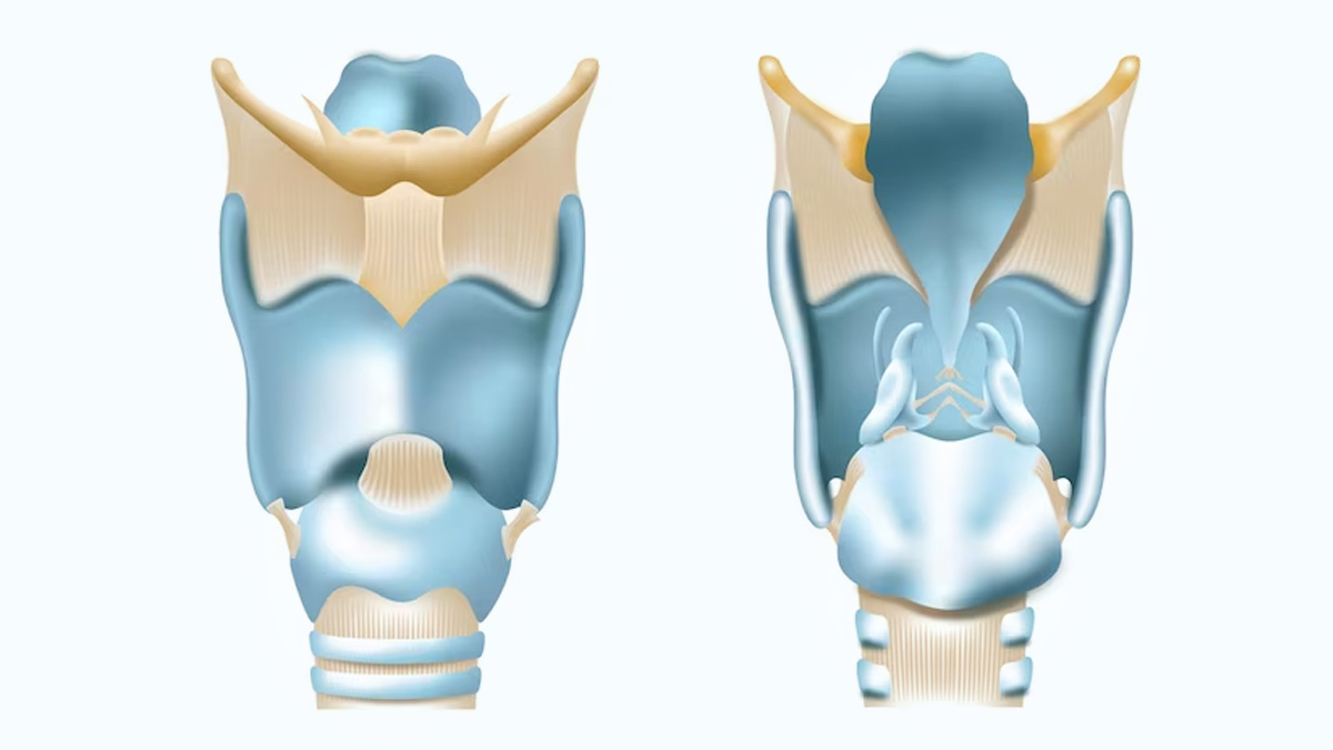 What Is Adam's Apple And Why Do We Have One? Sciversum, 40% OFF