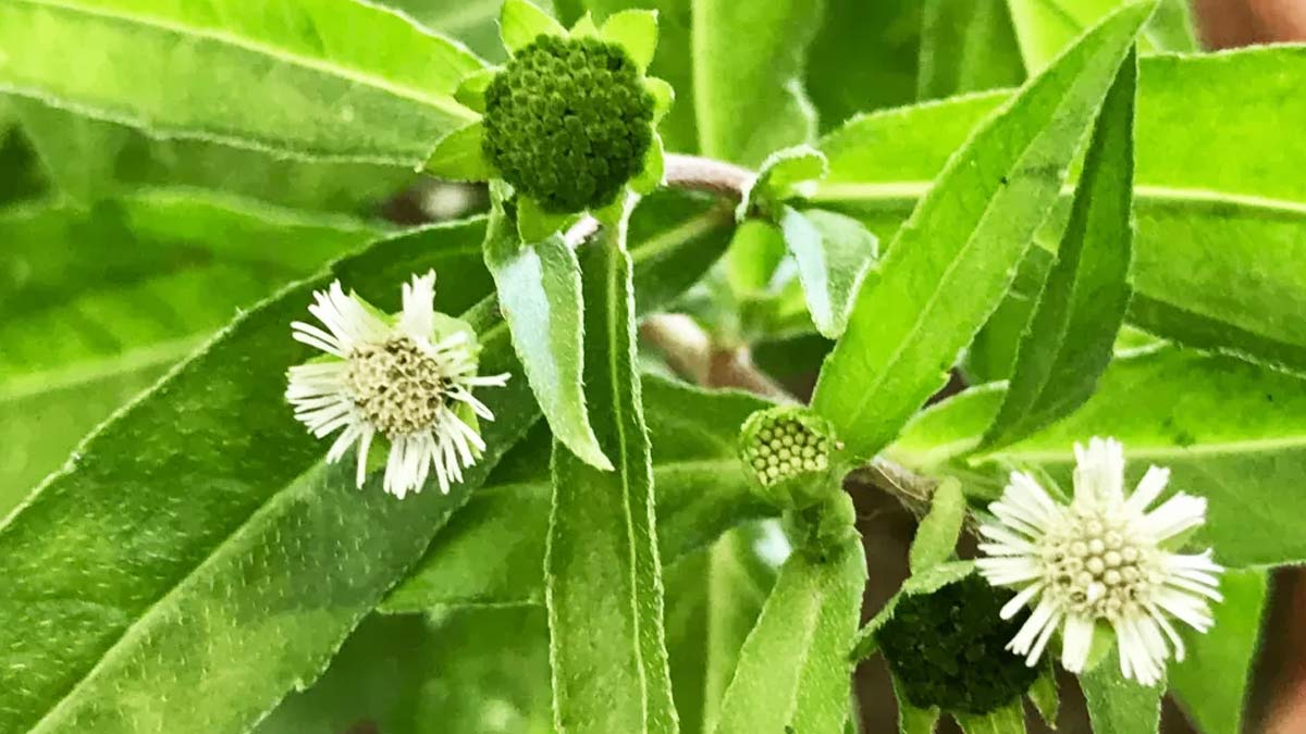 bhringraj for summer