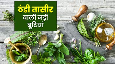 गर्मियों में करें इन 5 ठंडी तासीर वाली जड़ी-बूटियों का सेवन, शरीर को मिलेगी ठंडक 
