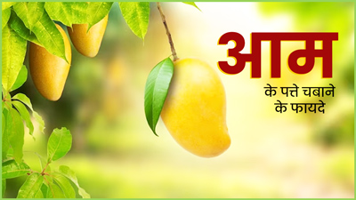 आम के पत्ते चबाने से सेहत को मिलते हैं कई फायदे, जानें सेवन के अन्य तरीके