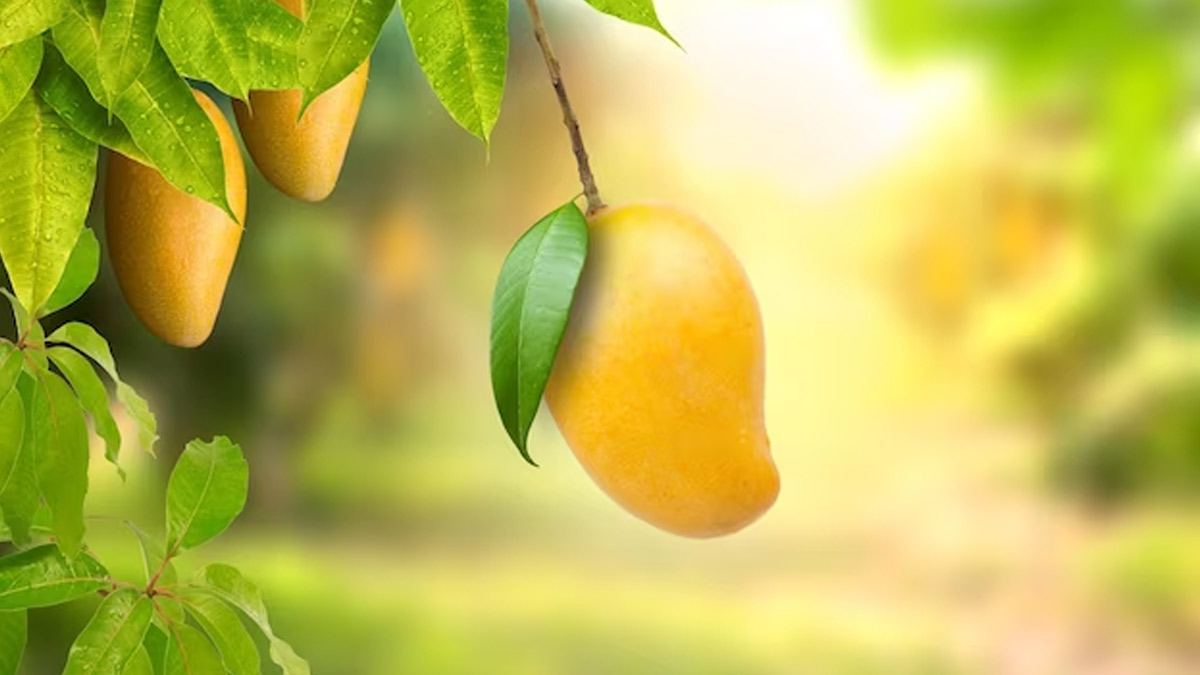 Mango Leaves To Cure Blood Pressure in hindi