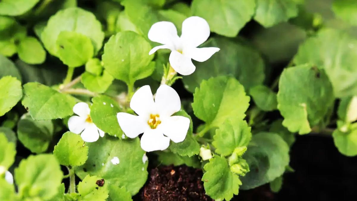brahmi benefits