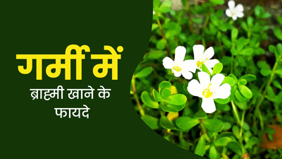 गर्मी में ब्राह्मी खाने से सेहत को मिलेंगे ये 5 फायदे 