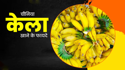 हाजीपुर के 'चिनिया' केले को मिला GI Tag, जानें इसकी खासियत और सेहत को मिलने वाले फायदे