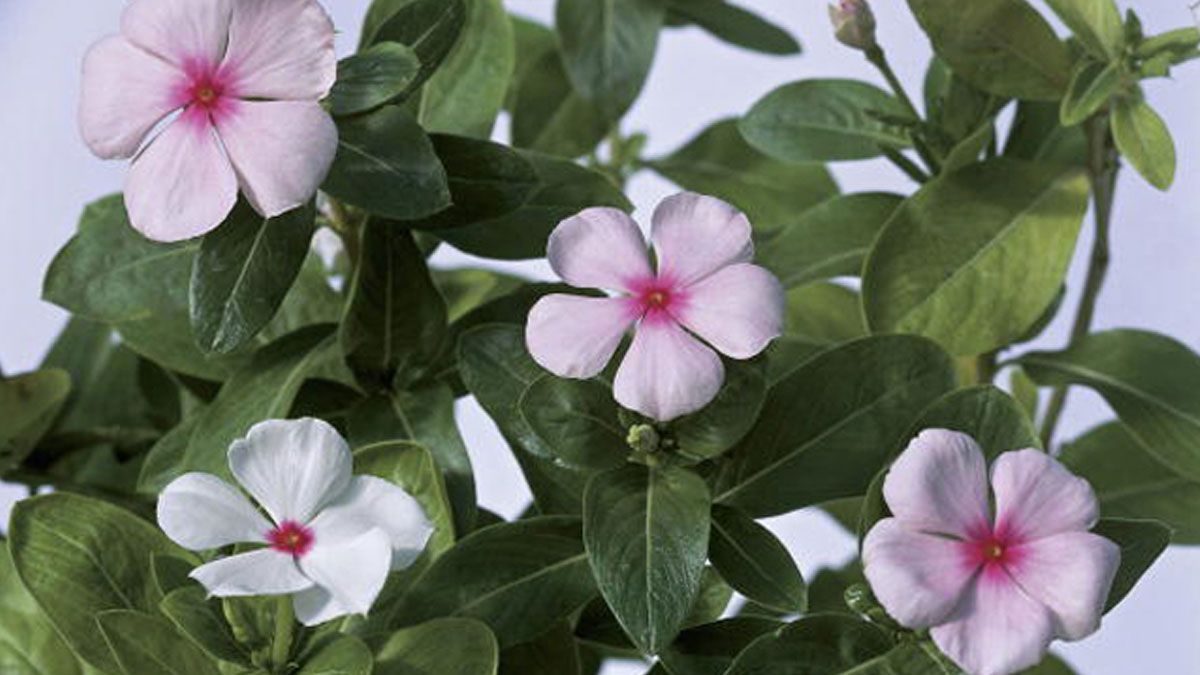 Benefits-of-Drinking-Sadabahar-Tea