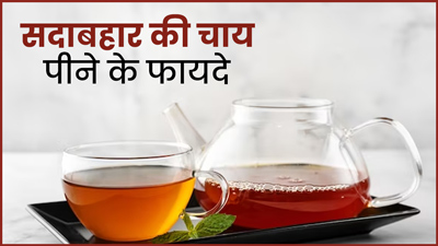 सुबह खाली पेट पिएं सदाबहार के फूलों की चाय, सेहत को मिलेंगे ये 4 फायदे