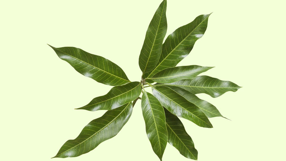 Mango Leaves For Hair Growth In Hindi