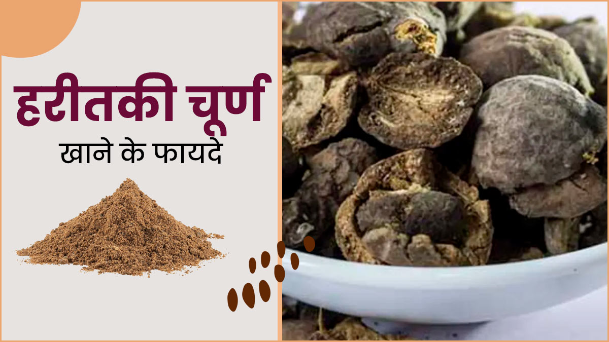 हरीतकी चूर्ण खाने से शरीर को मिलते हैं ये 5 जबरदस्त फायदे, आयुर्वेदाचार्य से जानें सेवन का सही तरीका