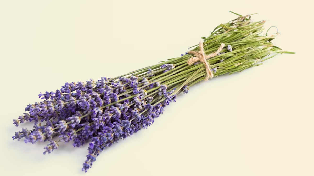 lavender
