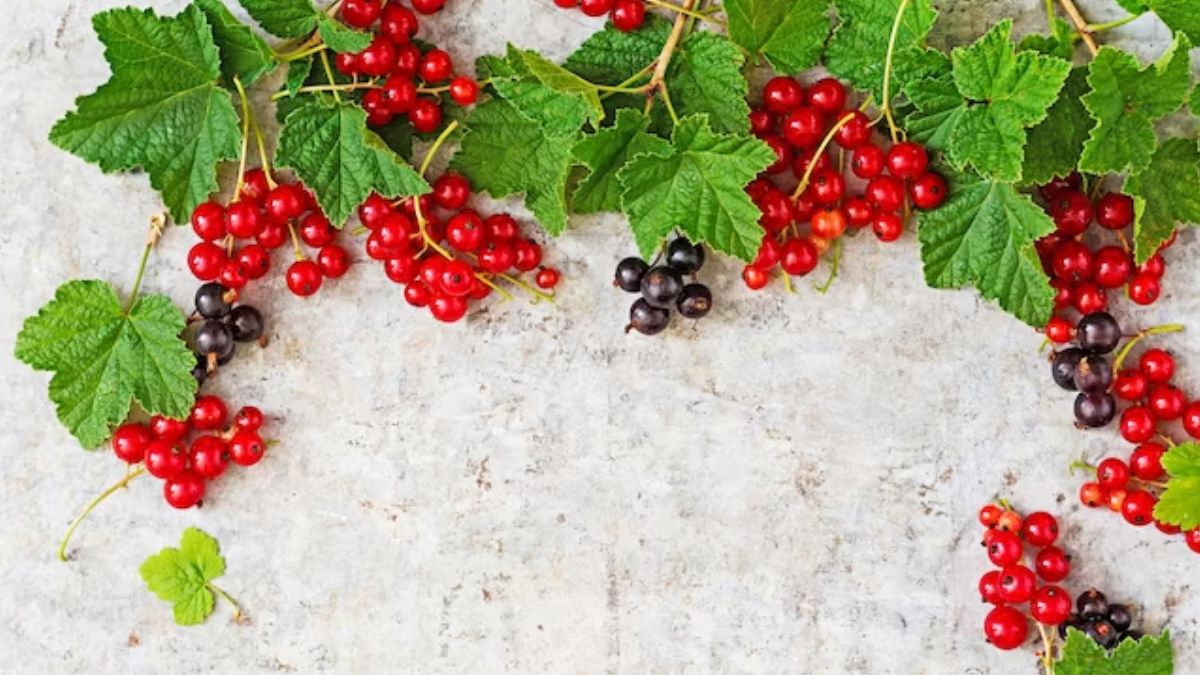 Is Cranberry Good For Joint Pain In Hindi