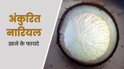 अंकुरित नारियल खाने से सेहत को मिलेंगे ये 5 बेमिसाल फायदे, जरूर करें डाइट में शामिल 